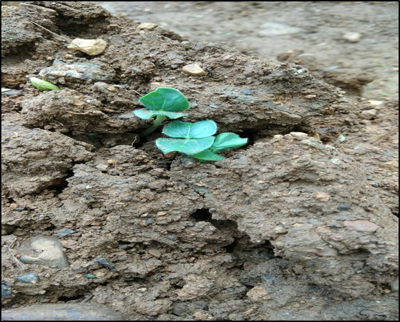 Germination of seeds