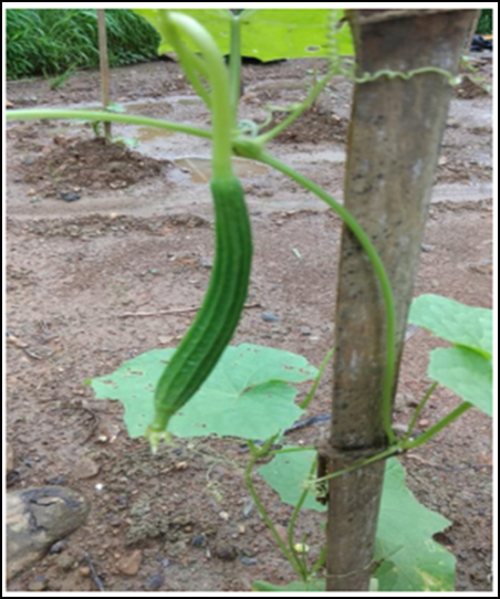 First Vegetable